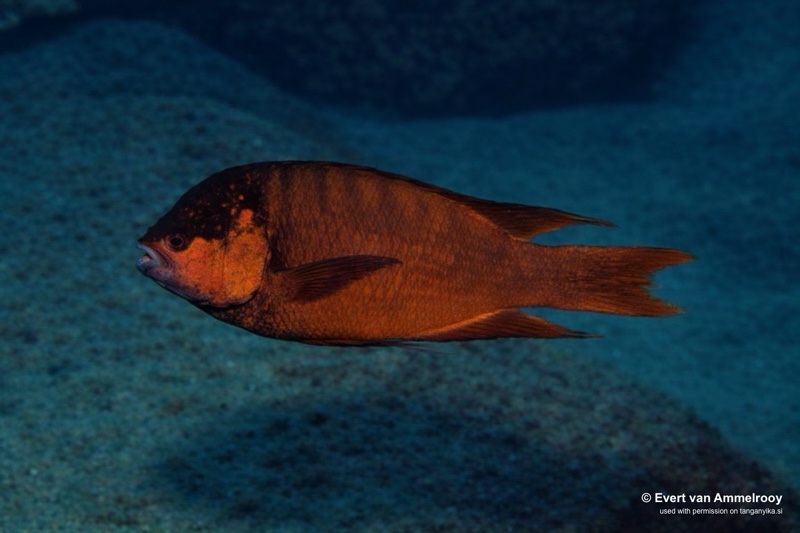 Petrochromis sp. 'red' Mahale Mountains NP